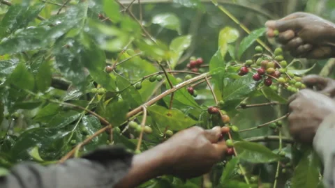 Picking coffee berries by hand Stock Footage 169700053