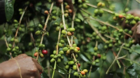 Picking coffee berries manually in Ethiopia Stock Footage 169700228