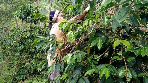 Picking coffee cherries Stock Footage 234999656