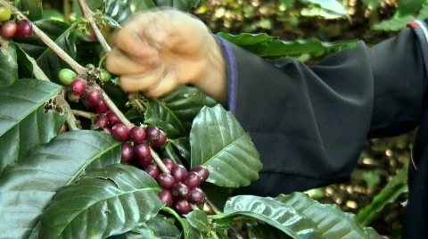 Picking Coffee Close Up Stock Footage 639850