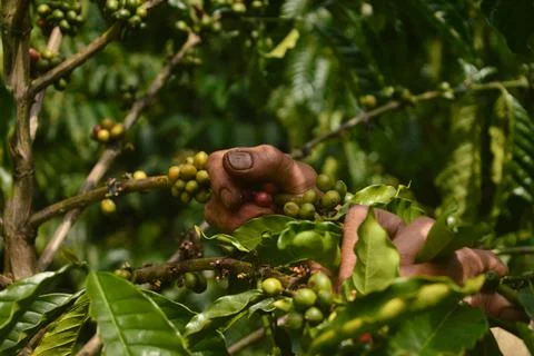 Picking up coffee fruit or beans from its tree Stock Photos