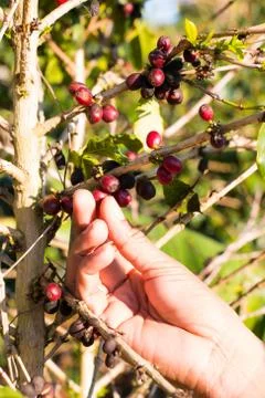 Picking coffee Stock Photos