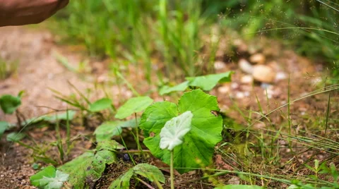 Picking coltsfoot leaves. Stock Footage 58669905