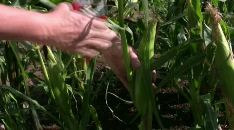 Picking corn cob Stock Footage