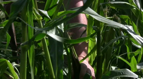 Picking a corn cob Stock Footage 507092