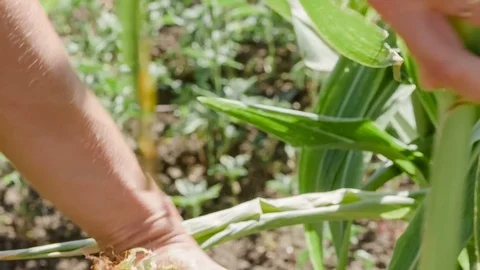 Picking corn on the field Stock Footage 79136753