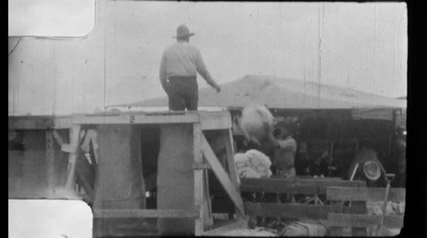 Picking Cotton Wool Bales Field Vintage Sharecropper 1930s Film Home Movie 8mm Stock Footage 58338087