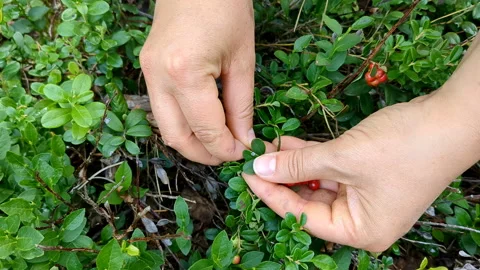 Picking cowberry in the forest. Ripe berries. Stock Footage 246798320