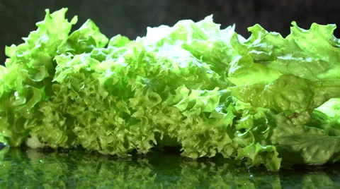 Picking Up Crisp Fresh Lettuce Stock Footage 62429373
