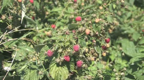 Picking Crowberries Stock Footage 12330813