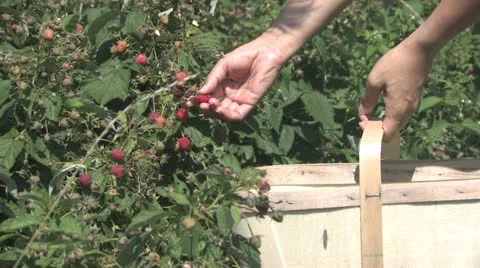 Picking Crowberries Stock Footage 12330889