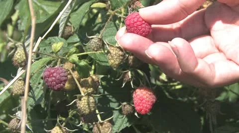 Picking Crowberries Stock Footage 12330974