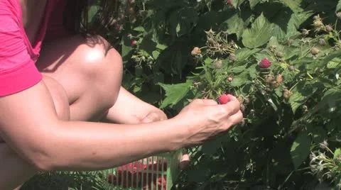 Picking Crowberries Video stock 12331269