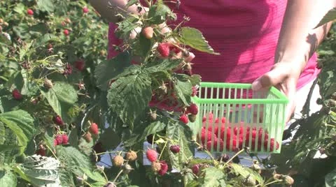 Picking Crowberries Stock Footage 12331386