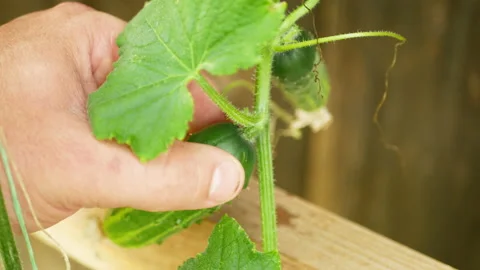 Picking cucumber from a branch Stock Footage 163018745