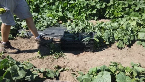 Picking cucumbers and placing them in a basket 4K Stock Footage 136103090