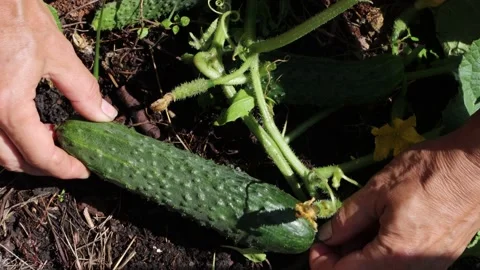 Picking cucumbers. Close-up. Stock Footage 163704914