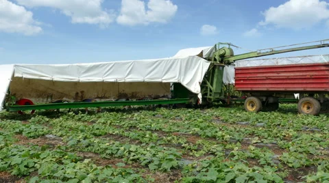 Picking cucumbers on field Stock Footage 68223654