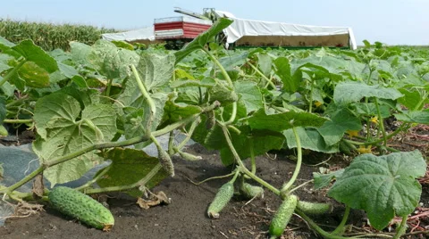 Picking cucumbers on field Stock Footage 68224284