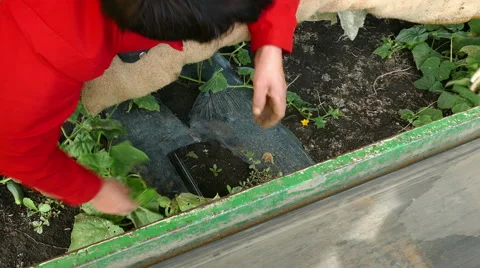 Picking cucumbers on field Stock Footage 68227286