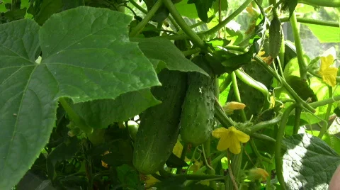 Picking cucumbers Stock Footage 492178