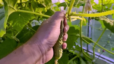 Picking cucumbers in the greenhouse Stock Footage 254061315