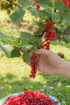 Picking currant Stock Photos
