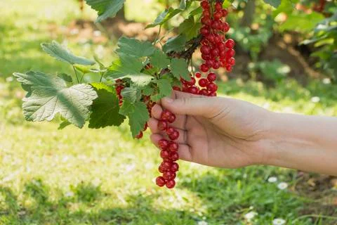 Picking currant Stock Photos