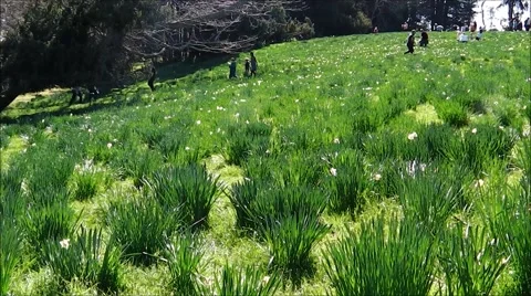 Picking Daffodils in a field. Stock Footage 55502121