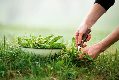 Picking Dandelion in nature Stock Photos