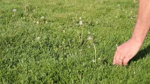 Picking dandelions Stock Footage 10897529