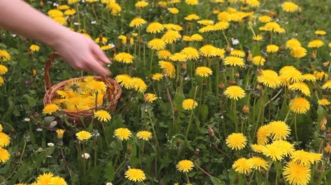 Picking dandelions Stock Footage 23756058