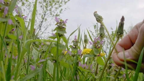 Picking up dandelions in the meadow. Video stock 154659375