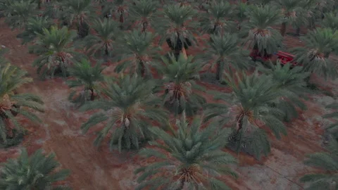 Picking dates with a crane in a huge field - prallax pull back drone Stock Footage 228939880