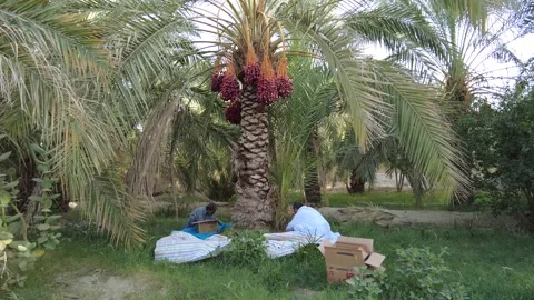 Picking dates on Palm forest 動画素材 159577591