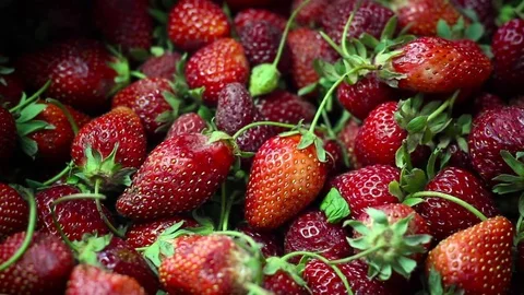 Picking delicious strawberries Stock Footage