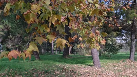 Picking dry leaf, young man picking dry leaves in autumn Stock Footage 166364509
