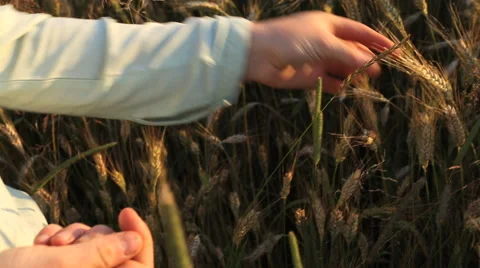 Picking ears of rye Stock Footage 41682565