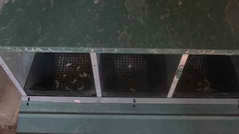 Picking up an egg from a chicken coop Stock Footage 146306261