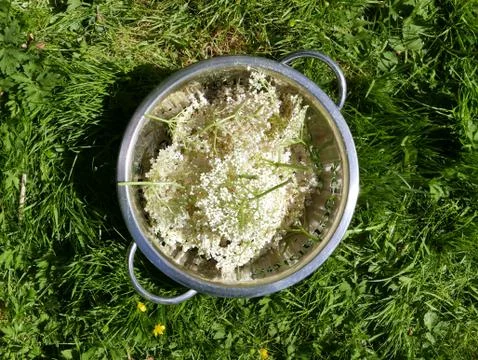 Picking elderflower in a garden Stock Photos