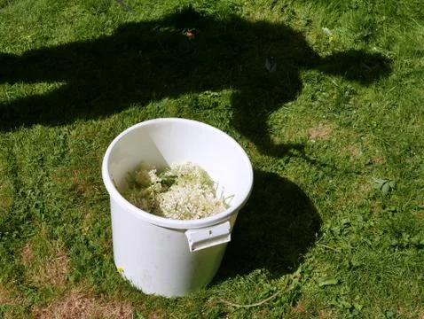 Picking elderflower in a garden Fotos de archivo
