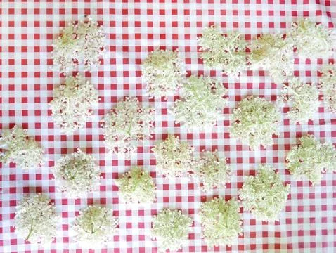 Picking elderflower in a garden Stock Photos
