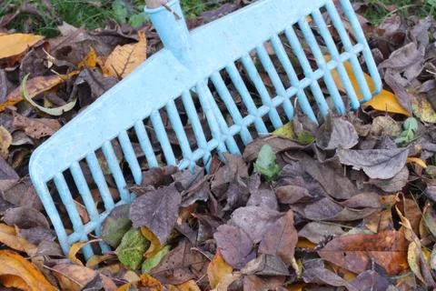 Picking fallen leaves with rake Stock Photos