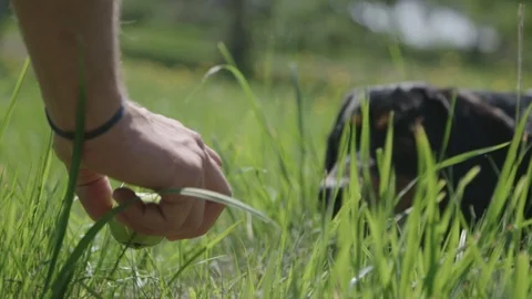 Picking up a fetching ball Видео 89866852