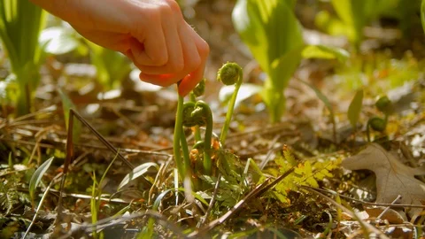 Picking Fiddleheads in a Field. Stock Footage 108448395