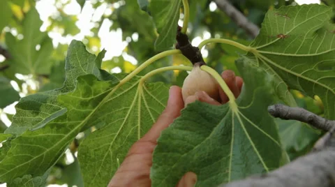Picking fig from the tree Stock Footage 32722629