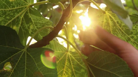 Picking fig from the tree, sunshine Stock Footage 32722680