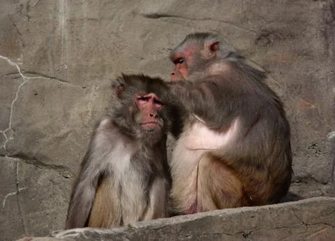 Picking flees Stock Photos