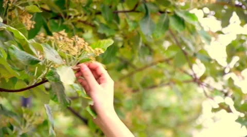 Picking flower Stock Footage 45810077