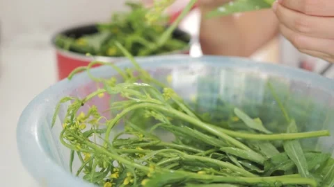 Picking flowering white cabbage for making Thai food. Stock Footage 229066566